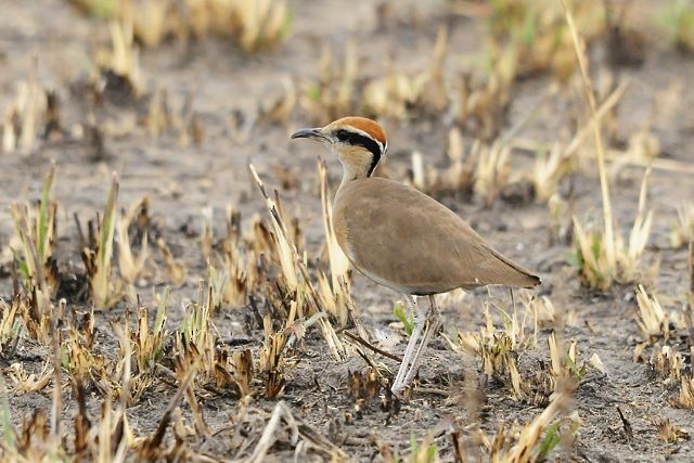 Temminck's Courser - ML204491341