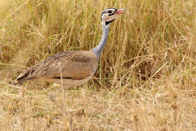 White-bellied Bustard - ML204491391