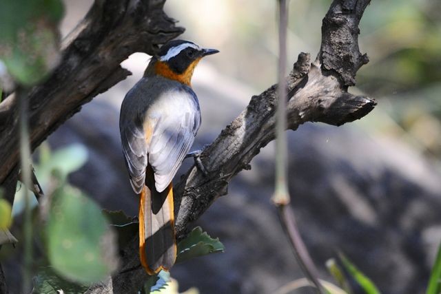 White-browed Robin-Chat - ML204491411