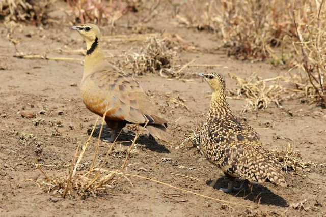 Yellow-throated Sandgrouse - ML204491441