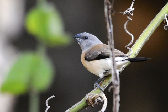 Gray-headed Silverbill - ML204491451