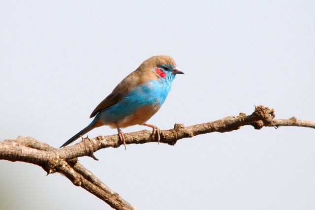 Red-cheeked Cordonbleu - ML204491461