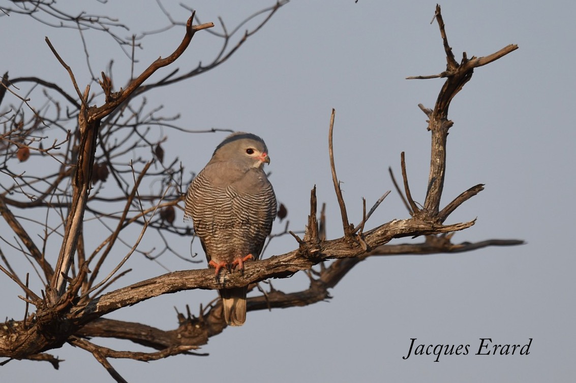 Lizard Buzzard - ML204491721