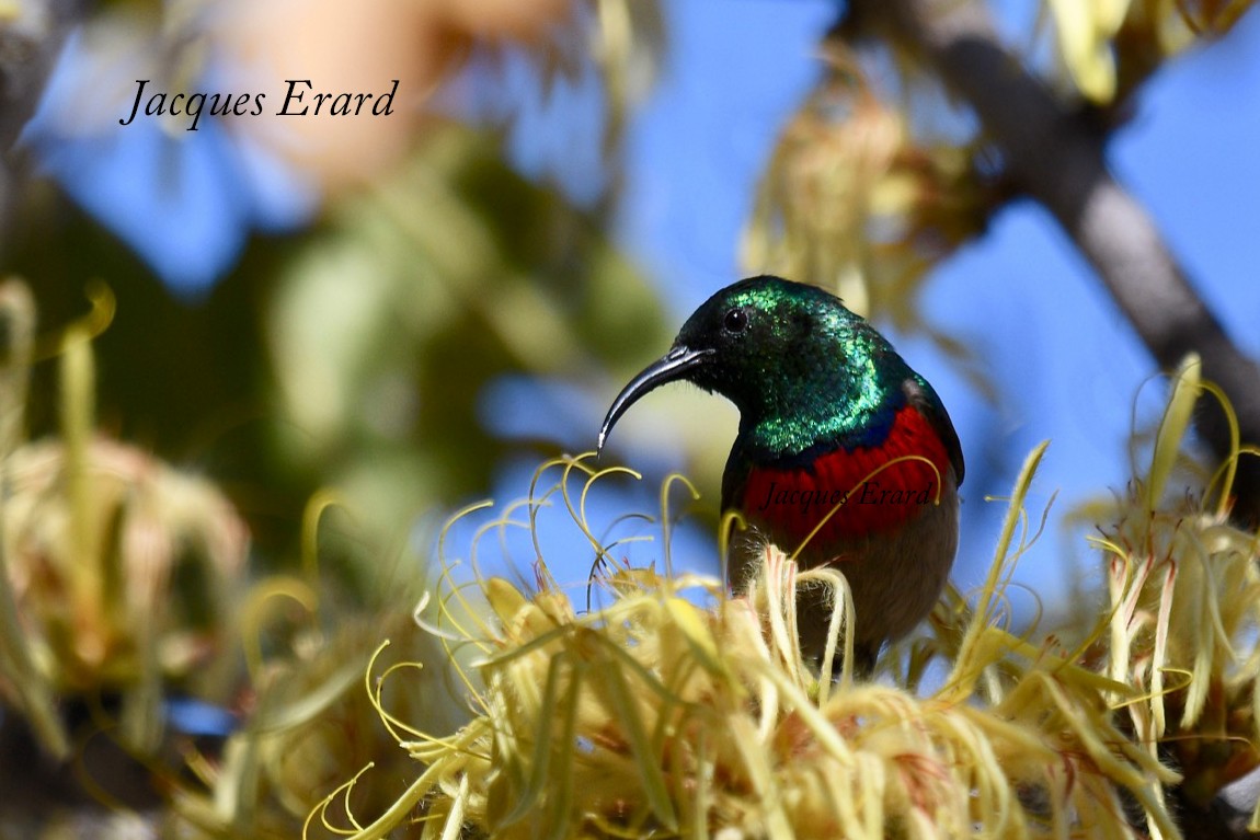 Western Miombo Sunbird - Jacques Erard