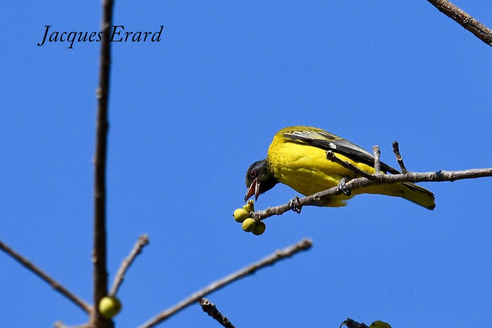 African Black-headed Oriole - Jacques Erard