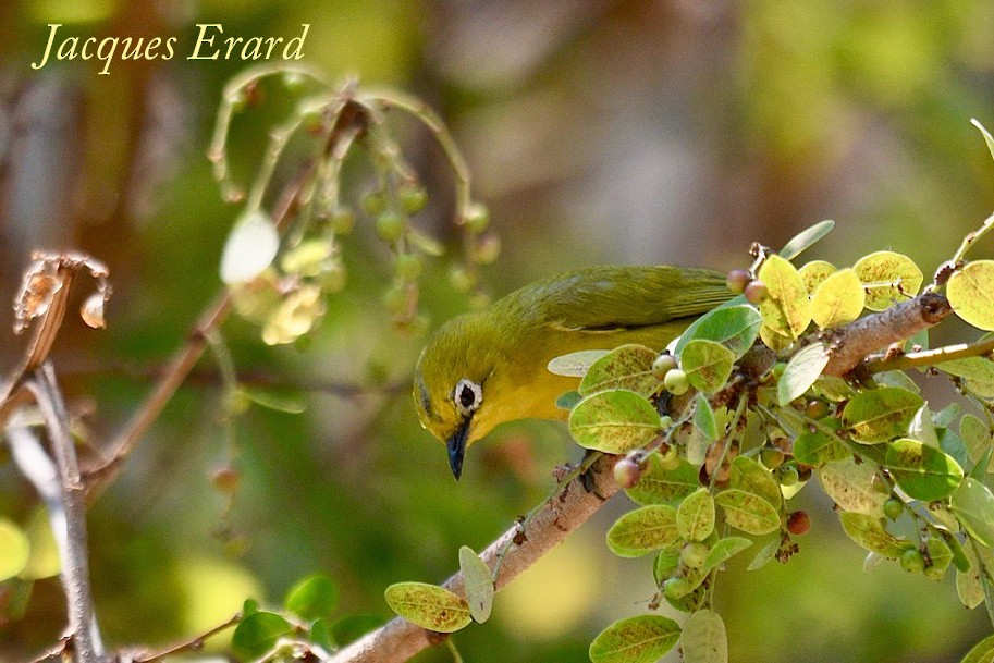 Southern Yellow White-eye - Jacques Erard