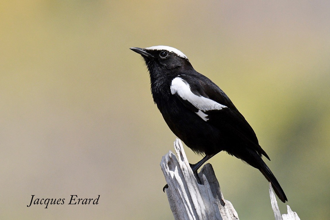 Arnot's Chat (Arnot's) - Jacques Erard
