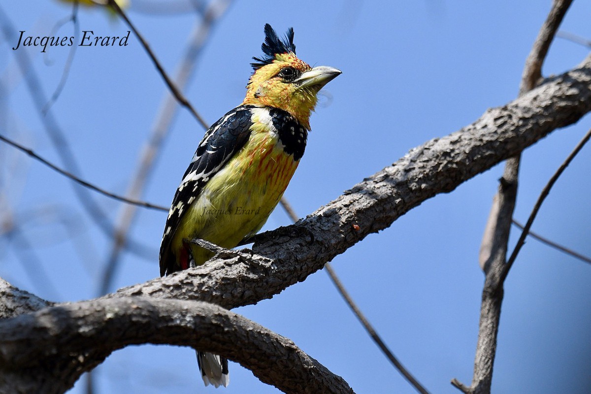 Crested Barbet - ML204492041