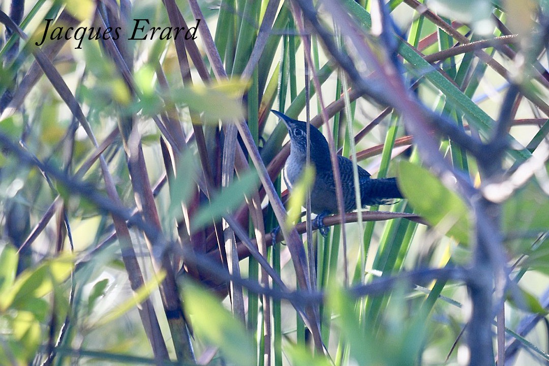 Zapata Wren - ML204492151