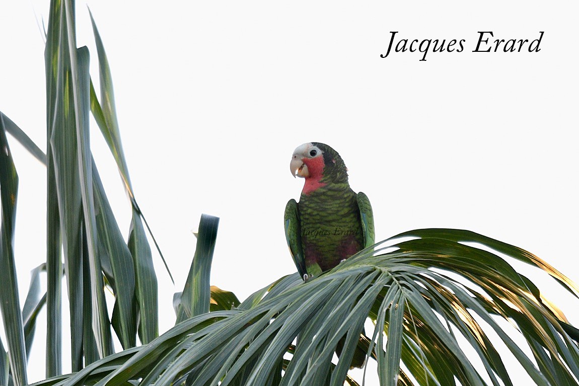 Cuban Parrot (Cuban) - ML204492221