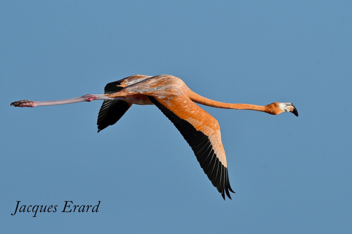 American Flamingo - ML204492241