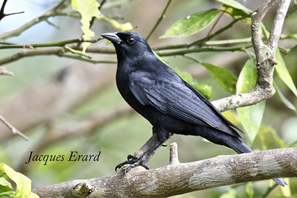 Cuban Blackbird - ML204492291