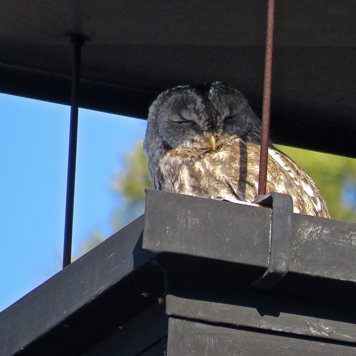 Tawny Owl - Erkki Lehtovirta