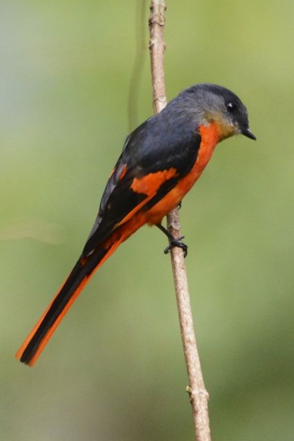 Gray-chinned Minivet (Gray-chinned) - ML204493251