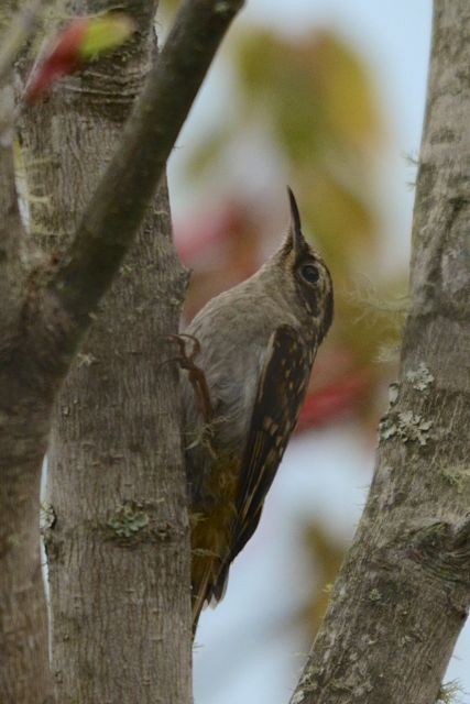 Sikkim Treecreeper - ML204493391