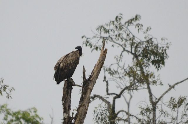 Slender-billed Vulture - ML204493401
