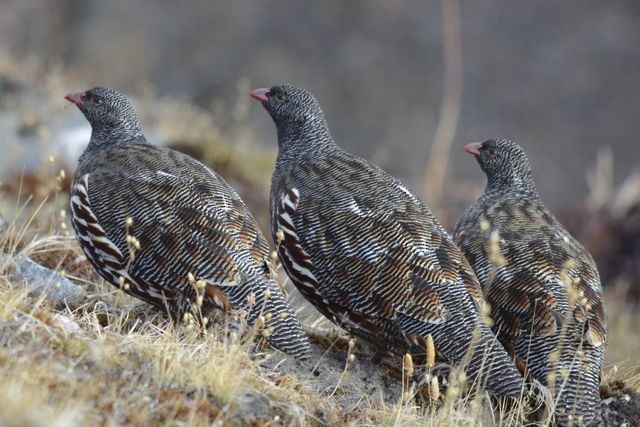 Snow Partridge - ML204493531