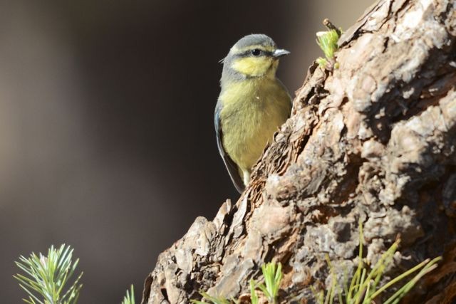 African Blue Tit - ML204493601