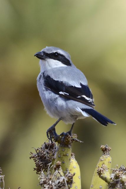 Great Gray Shrike (Sahara) - ML204493651