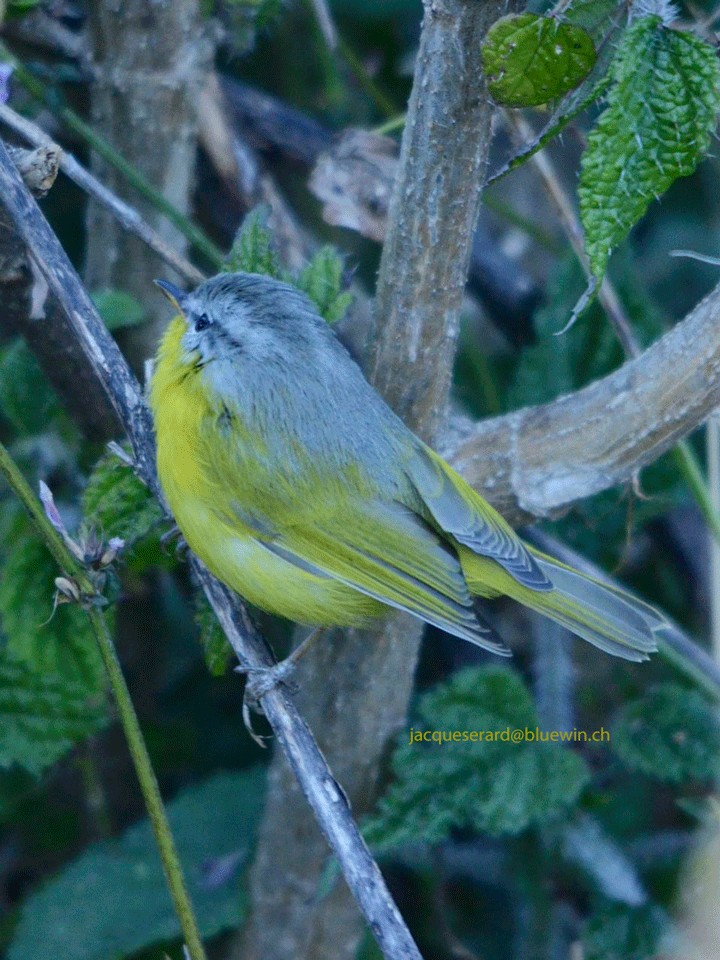 Gray-hooded Warbler - ML204495731