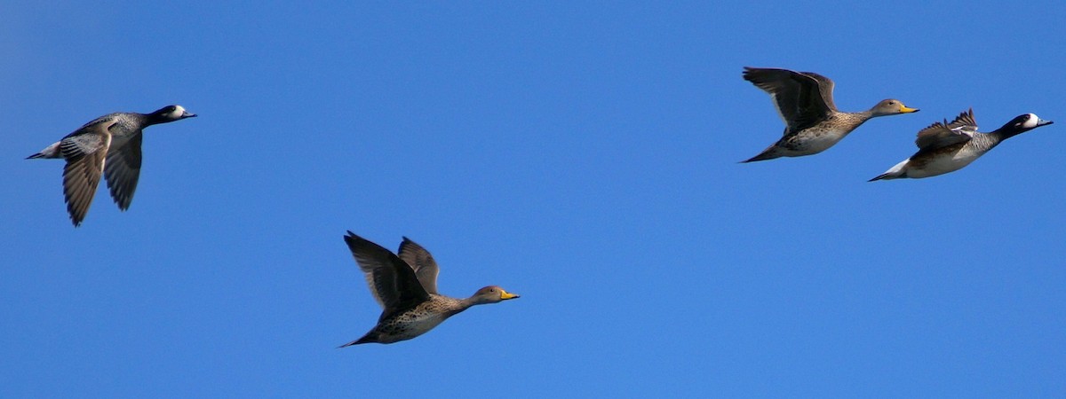 Chiloe Wigeon - ML20449681