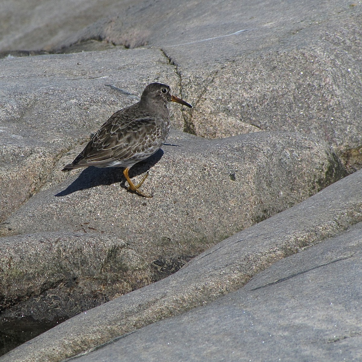 Purple Sandpiper - ML204496891