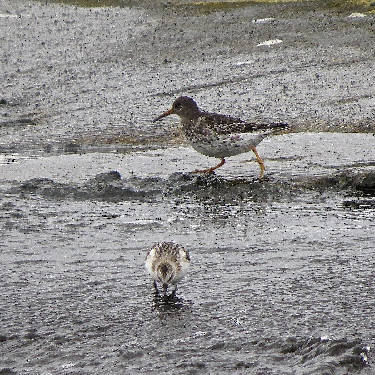 Purple Sandpiper - ML204496901