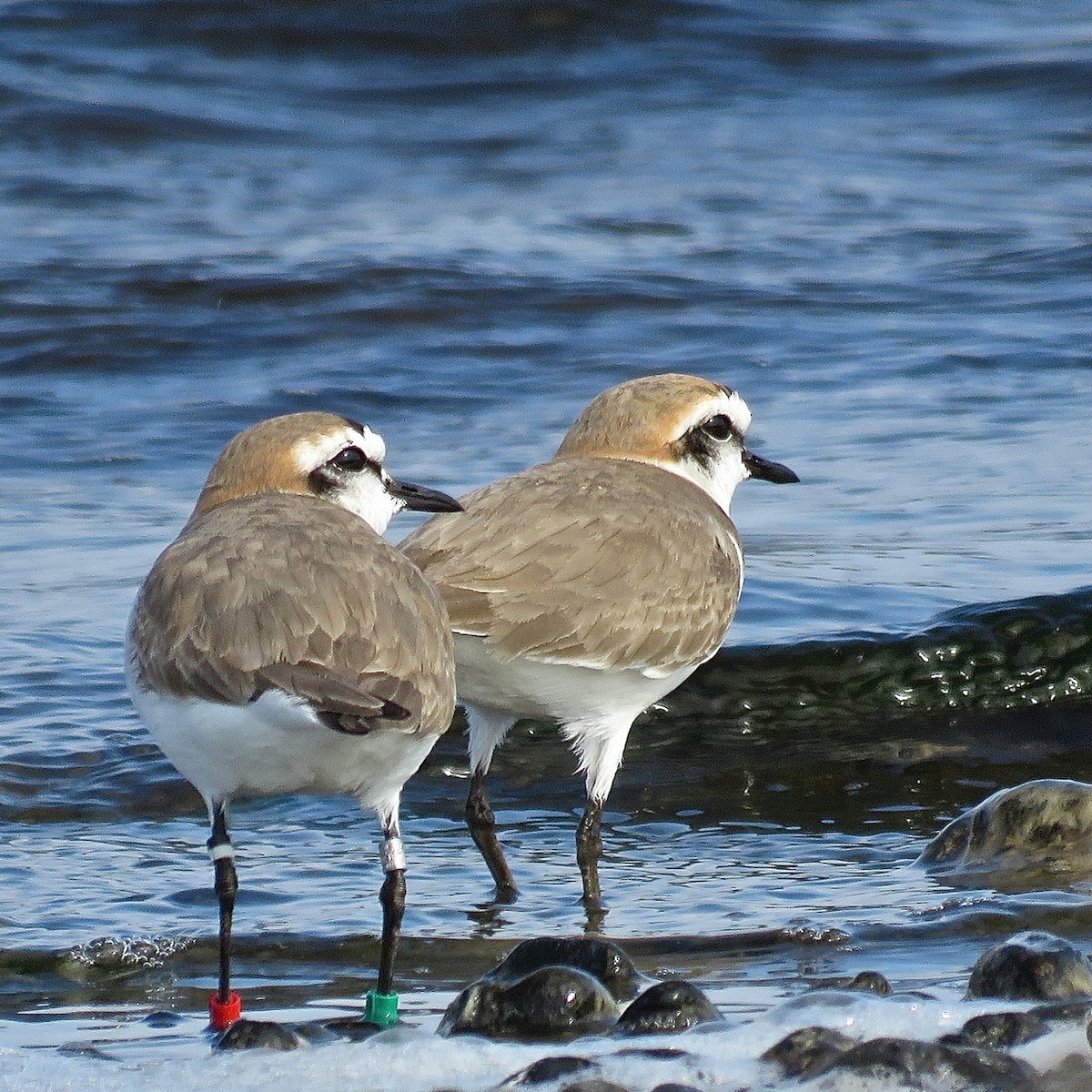 Kentish Plover - ML204497021