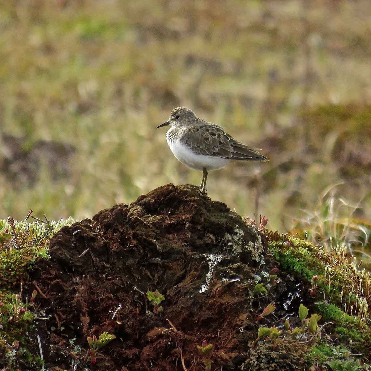 Temminck's Stint - Erkki Lehtovirta