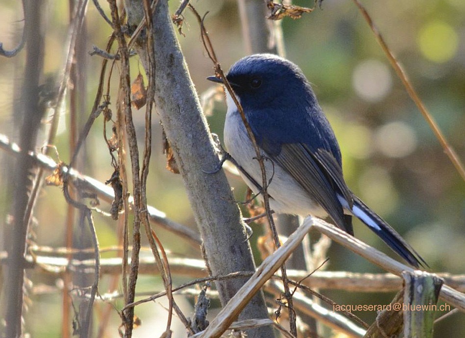 Slaty-blue Flycatcher - ML204497801