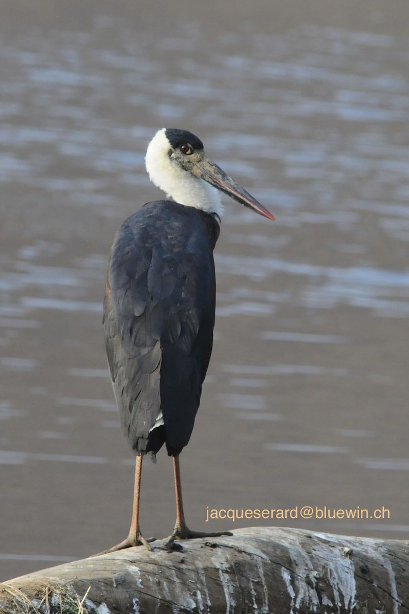 Asian Woolly-necked Stork - Jacques Erard