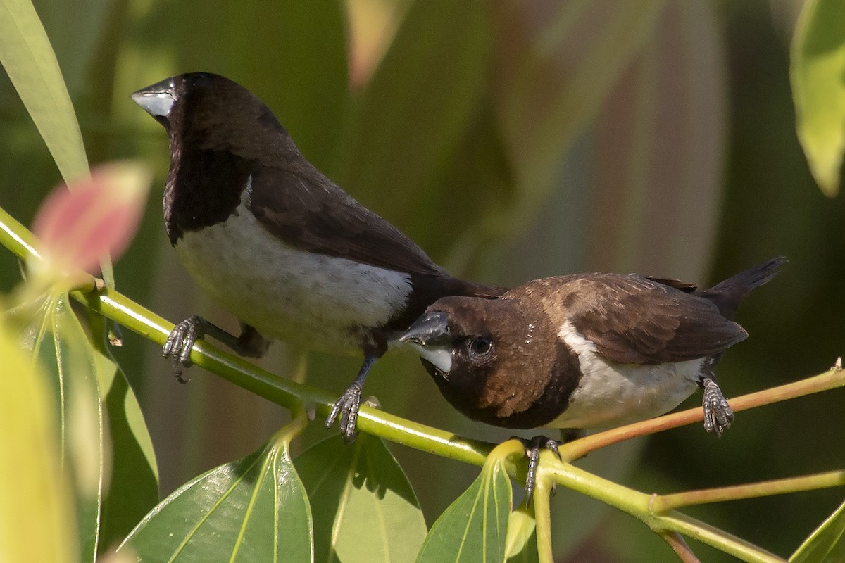 Javan Munia - Bent Rønsholdt