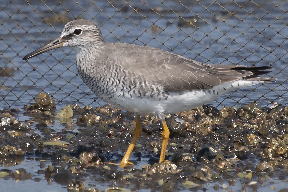 Gray-tailed Tattler - Bent Rønsholdt