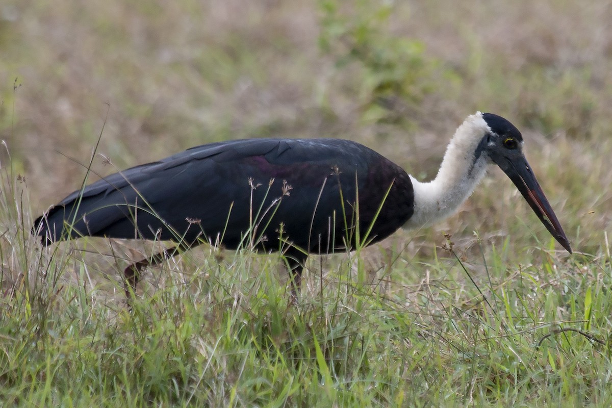 Asian Woolly-necked Stork - Bent Rønsholdt