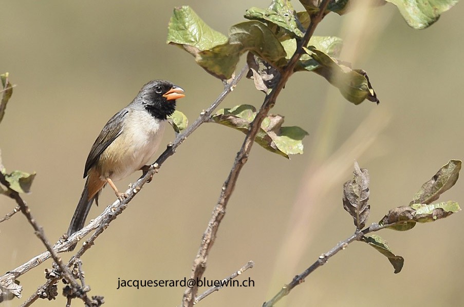 Black-throated Saltator - ML204499721