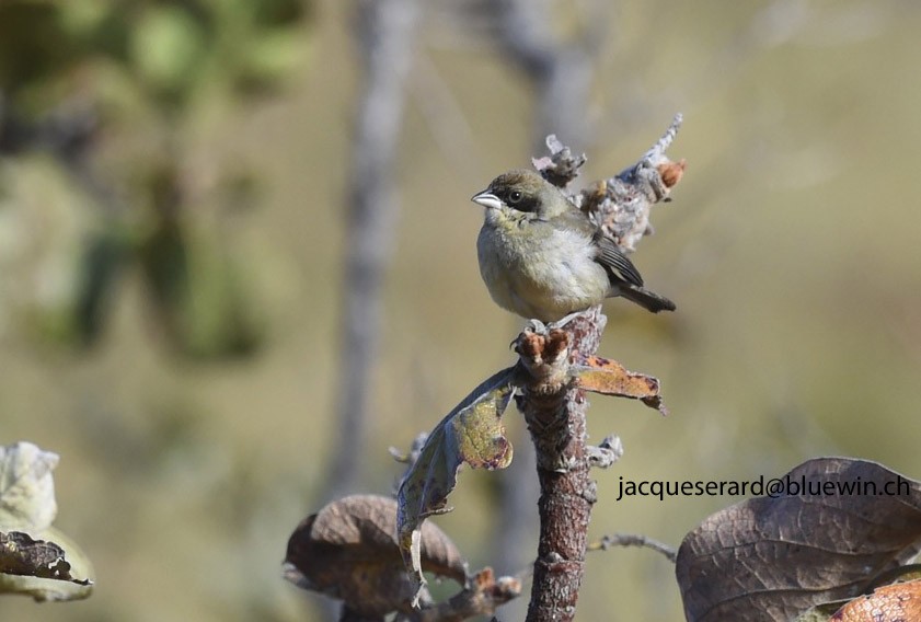 White-banded Tanager - ML204499741