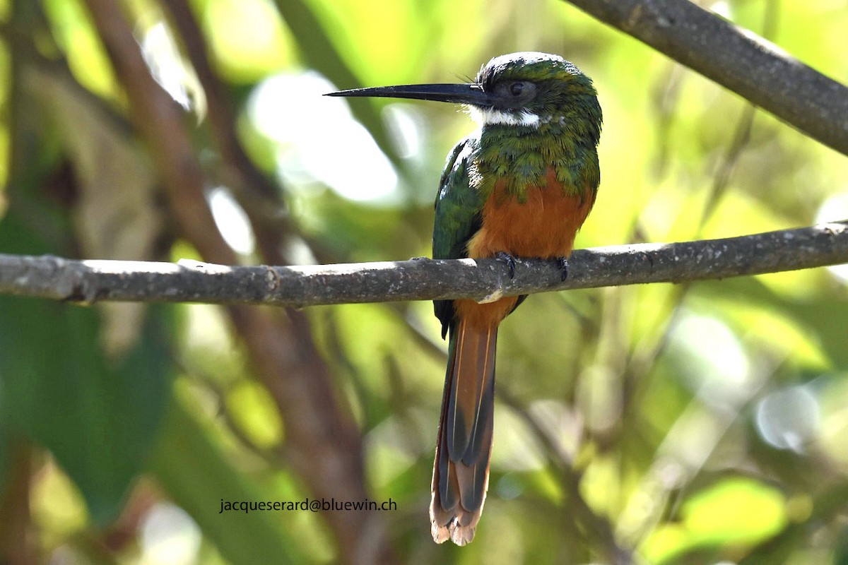 Jacamar à queue rousse - ML204499761