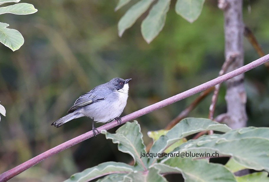 Cinereous Warbling Finch - ML204499821