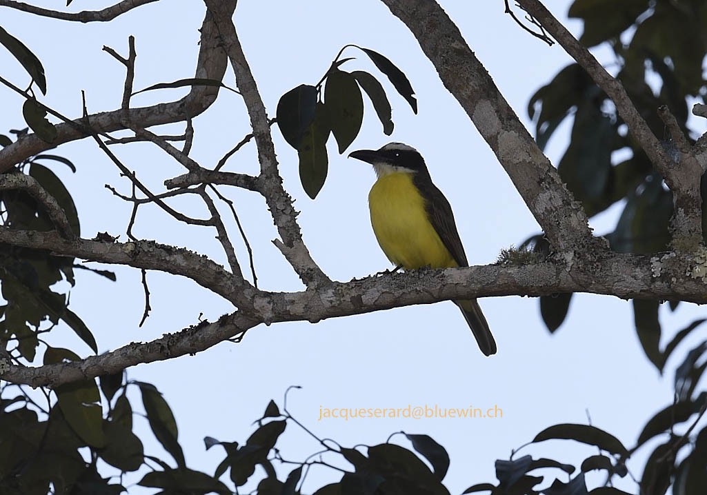 Boat-billed Flycatcher - ML204499881