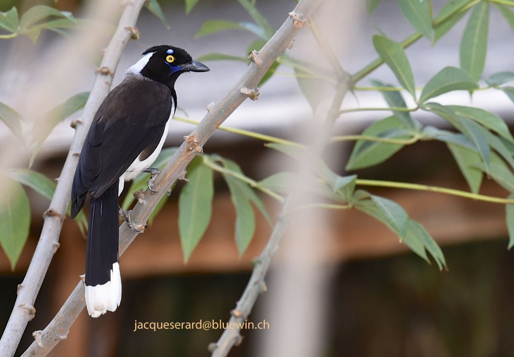 White-naped Jay - Jacques Erard