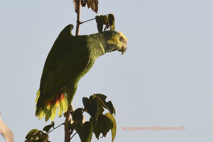 Amazone à face jaune - ML204499961