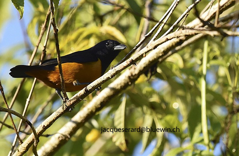 Rufous-bellied Euphonia - ML204499991