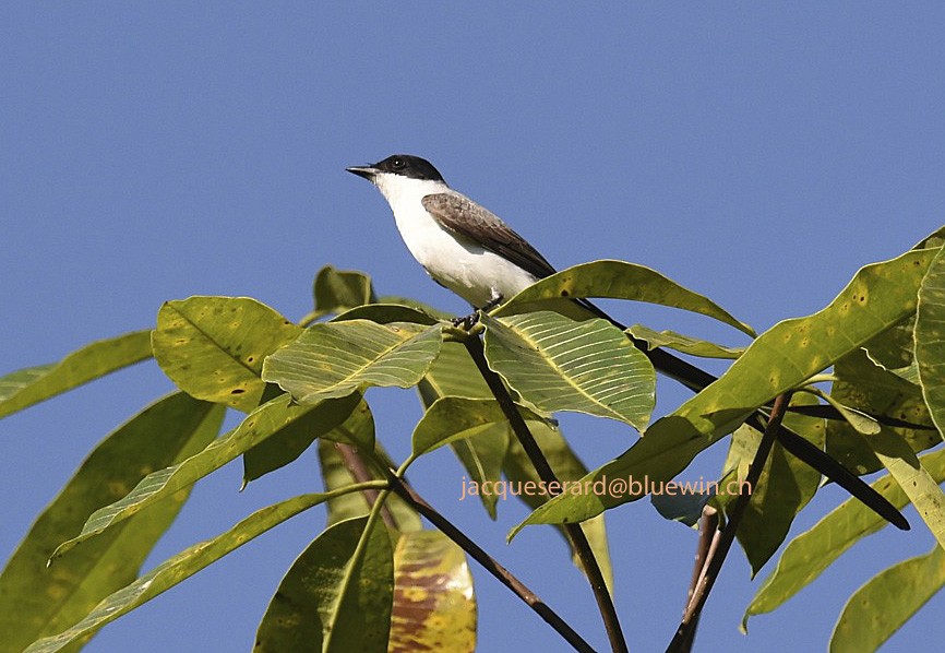 Fork-tailed Flycatcher - ML204500001