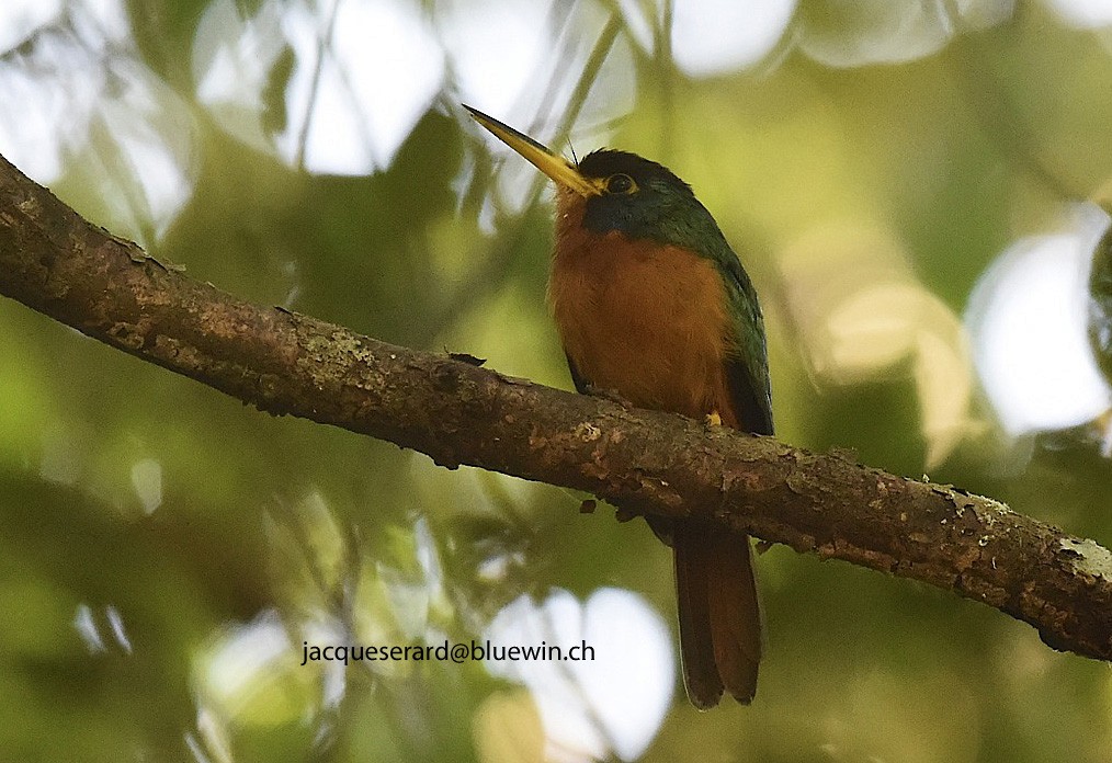 Blue-cheeked Jacamar - ML204500011