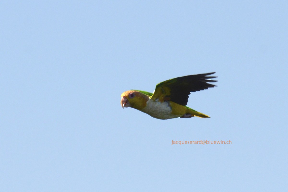 White-bellied Parrot (Green-thighed) - Jacques Erard