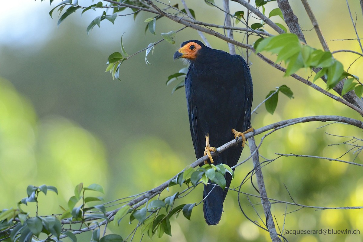 Black Caracara - Jacques Erard