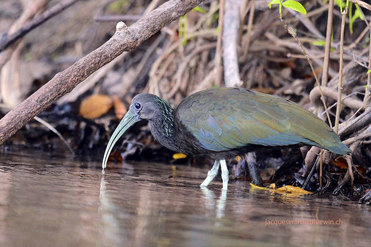 grønnakkeibis - ML204500101