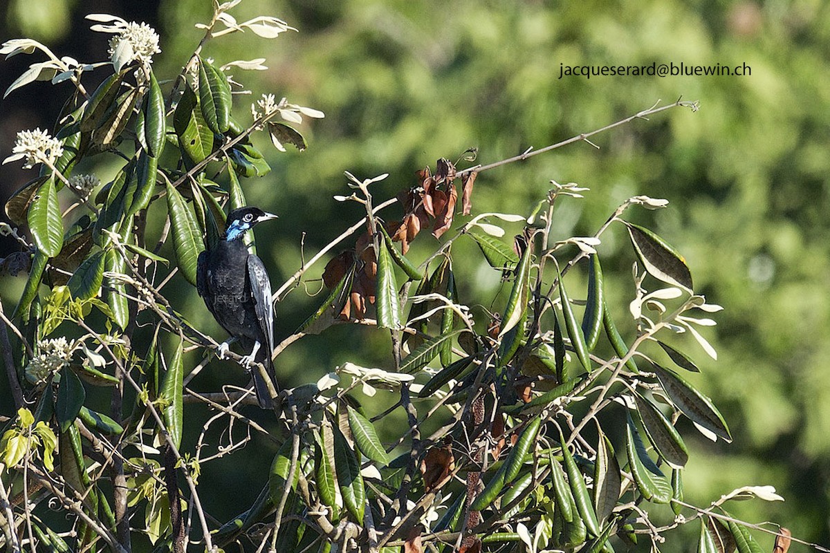 Bare-necked Fruitcrow - ML204500201