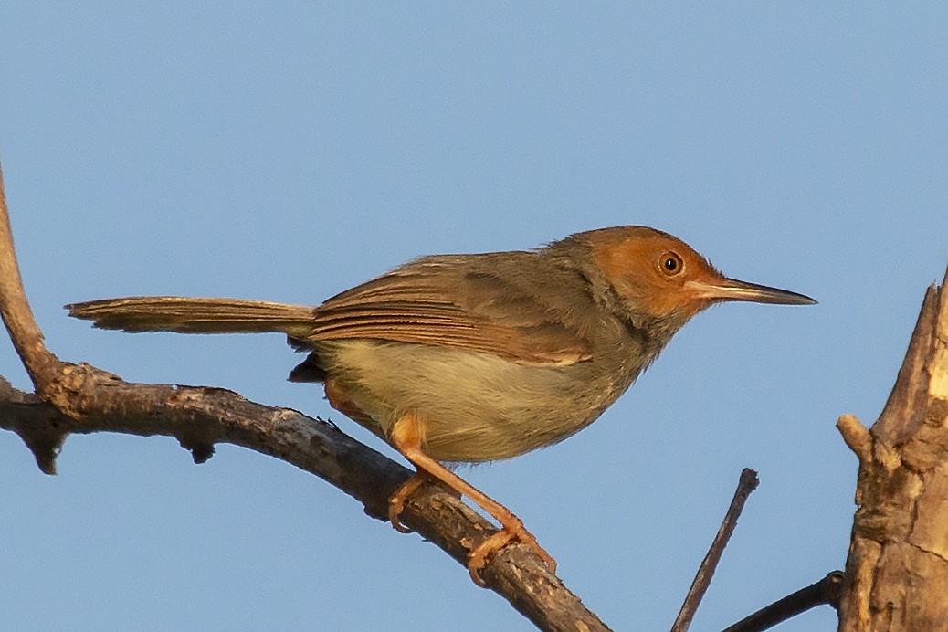 Olive-backed Tailorbird - Bent Rønsholdt