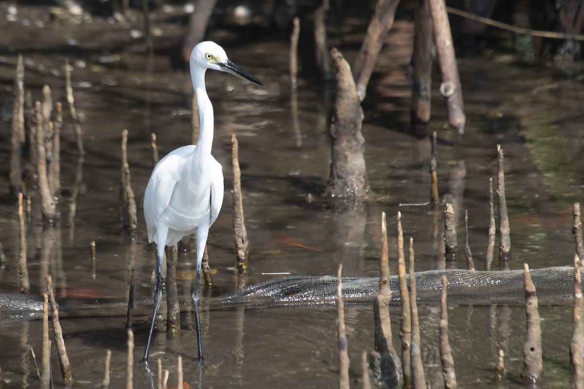 Little Egret (Australasian) - ML204500461